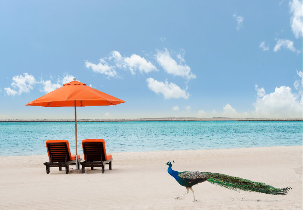 JA The Resort - Peacock.1.jpg