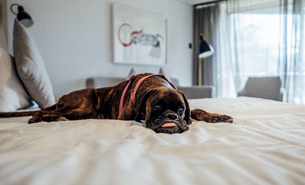 dog-friendly-room.jpg