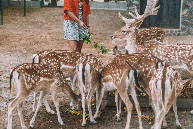Wildlife-Discovery.jpg