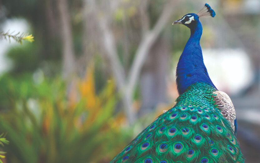 JA Palm Tree Court - Peacocks (50) 3.jpg