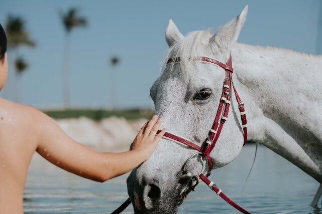 JA Beach Hotel - Swim with Horses.JPG