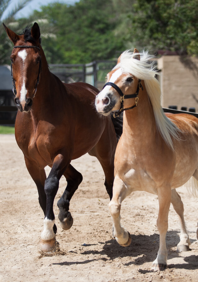 Equestrian Hero (1).jpg