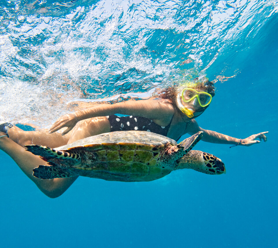 Turtle Snorkeling.jpg