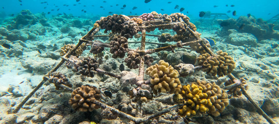 Coral Frame Planting.jpg