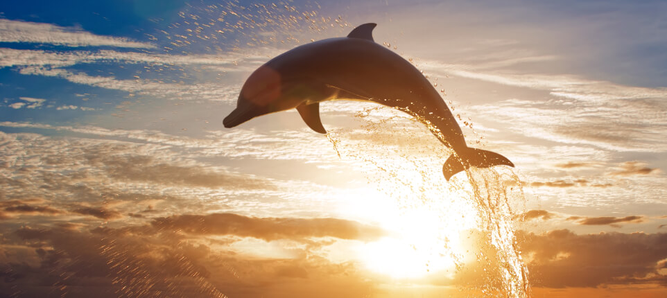 Sunset And Dolphin Cruise.jpg