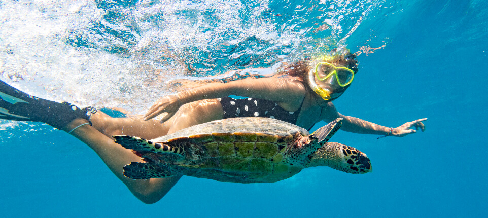 Turtle Snorkeling.jpg