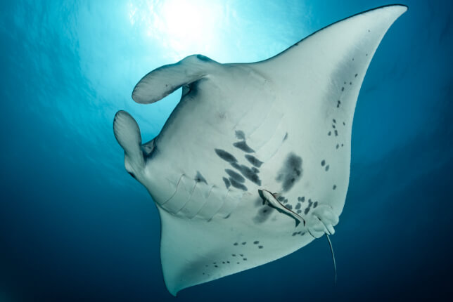 below_surface_tobias_friedrich_20210114__53i2515__1_manta-ray-jpgcf3dc402-83de-44c7-88f4-ccdfcd1f9727.jpg