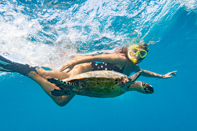 Turtle Snorkeling.jpg