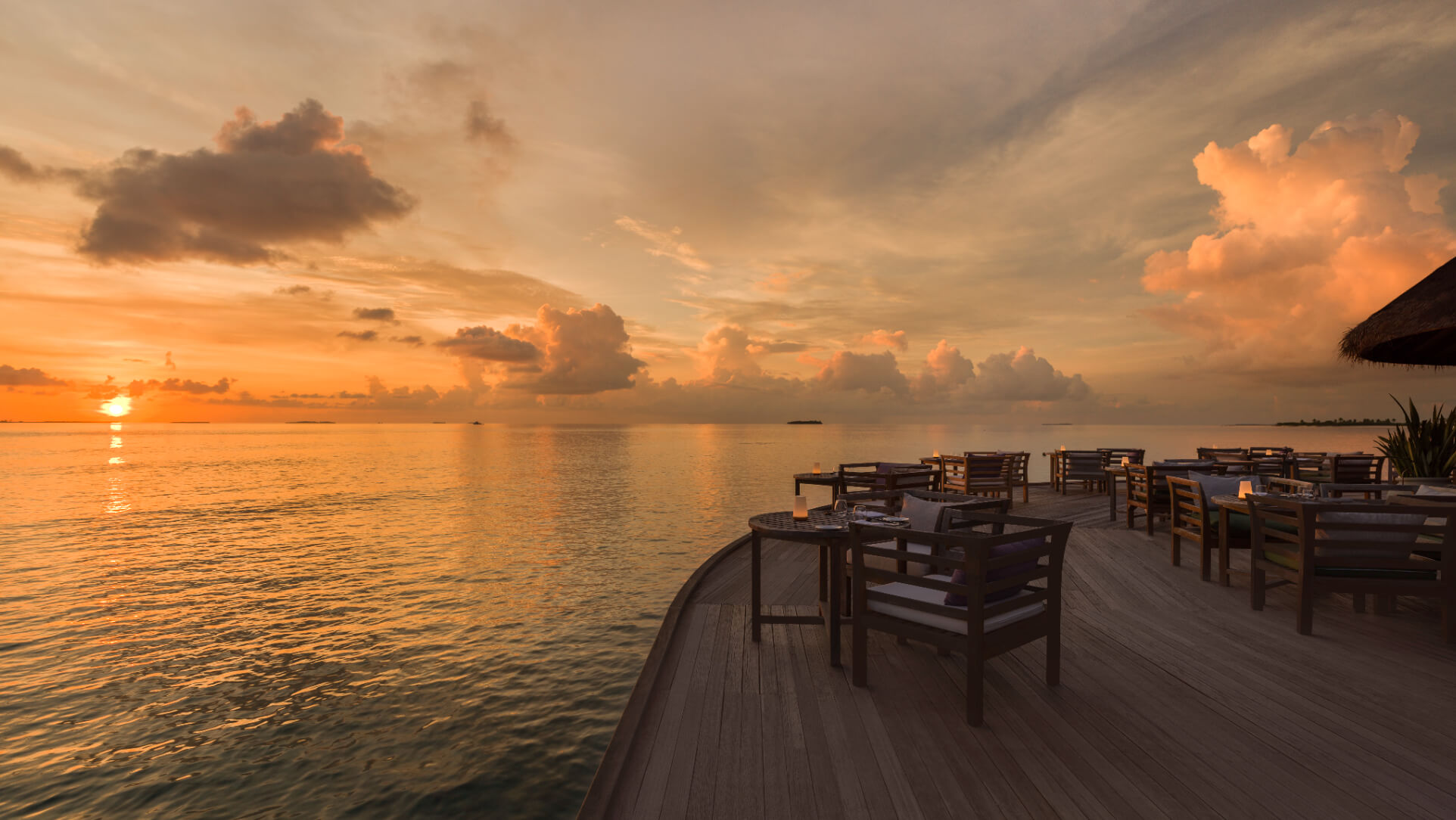 White Orchid Sunset.jpg