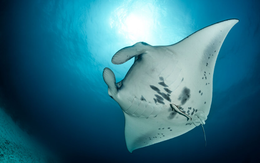 JA MANAFARU__1_Manta ray.jpg