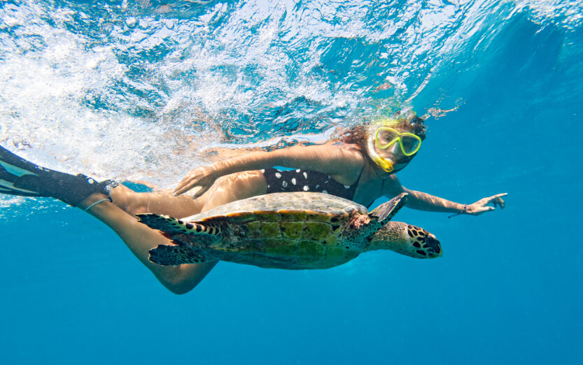 Turtle Snorkeling.jpg