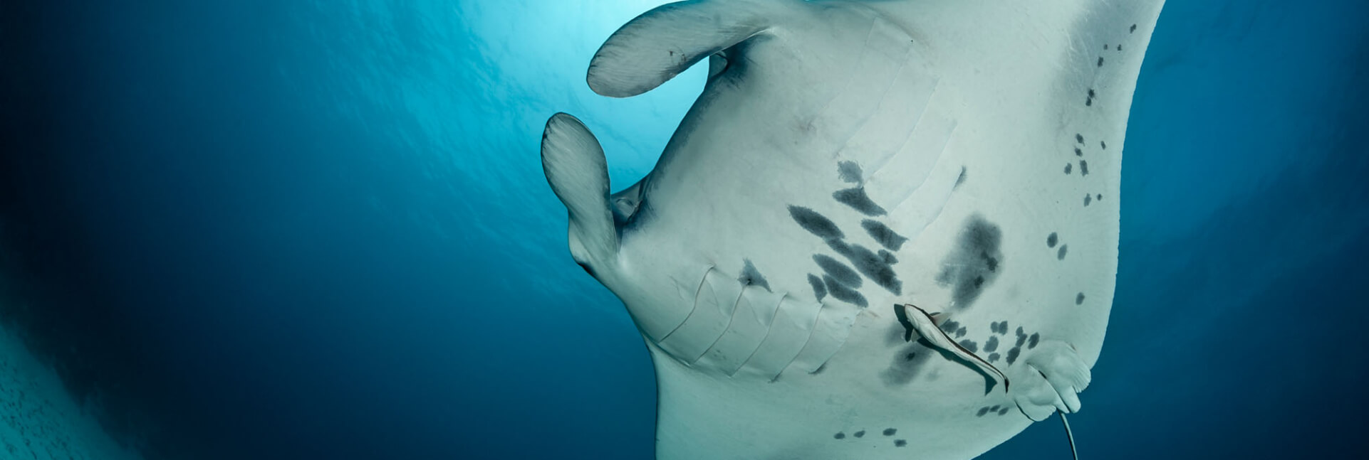 JA MANAFARU__1_Manta ray.jpg