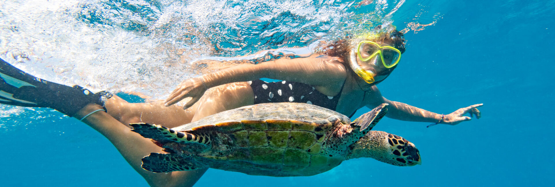 Turtle Snorkeling.jpg