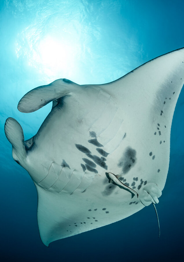 JA MANAFARU__1_Manta ray.jpg